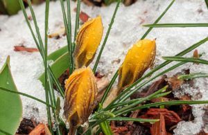 Spring. Flowers. Snow. March 2020. Editor's Last Word. Lorraine Walker