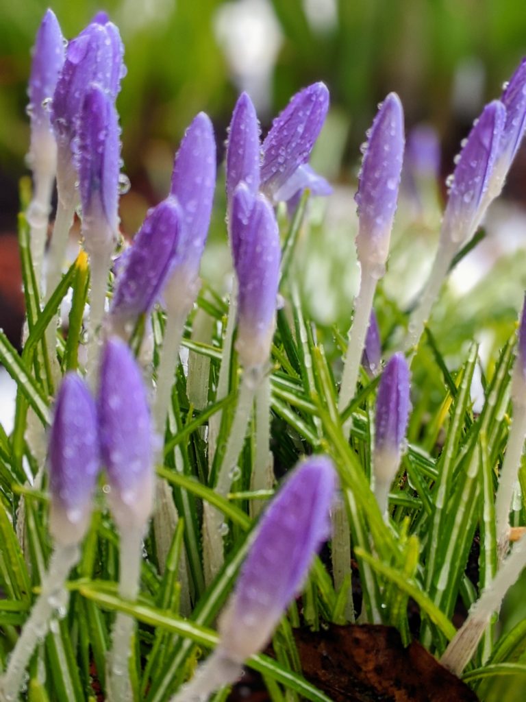 Spring. Flowers. Editor's Last Word. March 2020. Lorraine Walker
